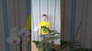 К. Д. Бальмонт «Камыши»