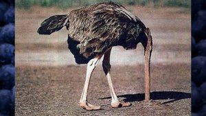 Прячет ли страус голову в песок?