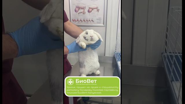 Кролик пришел на прием к специалисту ратологу Гончерову Николаю Сергеевичу. Клиника БиоВет Калужская