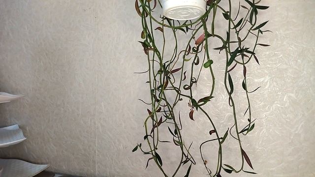 Каудексные растения в домашних условиях. смотреть онлайн