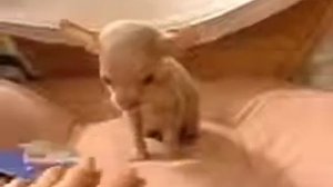 Забавный Той терьер   Toy terrier