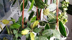 Обзор. Стойка с растениями.