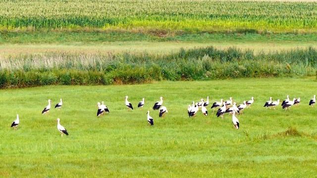 Lemko-Rusyn CD recordings in Poland, 2003. Łemkowski Czardasz. Boczniewicz family, ensemble OKMEL смотреть онлайн