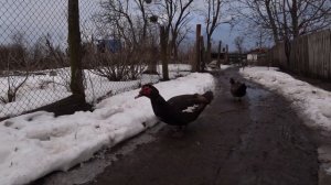 Инкубационное яйцо Мускусных уток, Борковской барвистой, Промышленного корниша СельскаяЖизнь Подаро