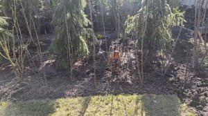 Роза Поль Бокюз, срезала на уровне земли.