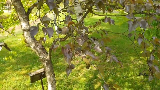Betula pendula 'Purpurea' bříza bělokorá