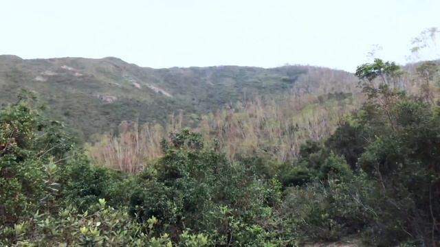 ГОНКОНГ | ДИКИЕ КАБАНЫ | СУТКИ БЕЗ ВОДЫ смотреть онлайн