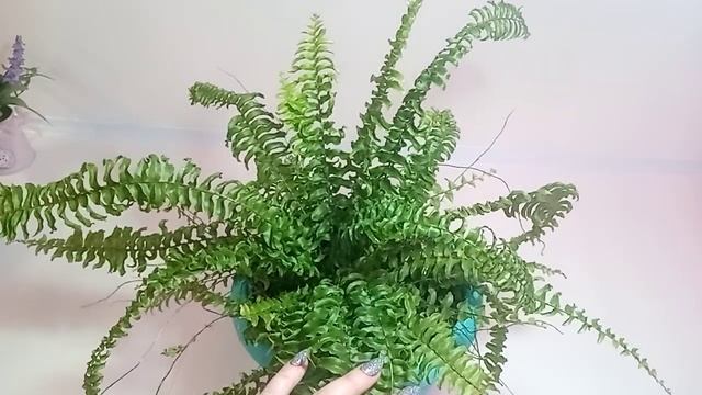 Пересадила папоротники и немного других растух. смотреть онлайн