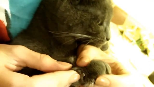 Как подстричь когти коту кошке котятам дома не поранив | Лайфхак кошки