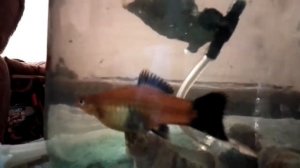 Самка меченосца рожает