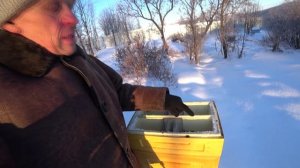 ЗИМОВКА ПЧЁЛ НА ВОЛЕ С СЕТЧАТЫМ ДНОМ В СУРОВЫХ УСЛОВИЯХ УРАЛА.