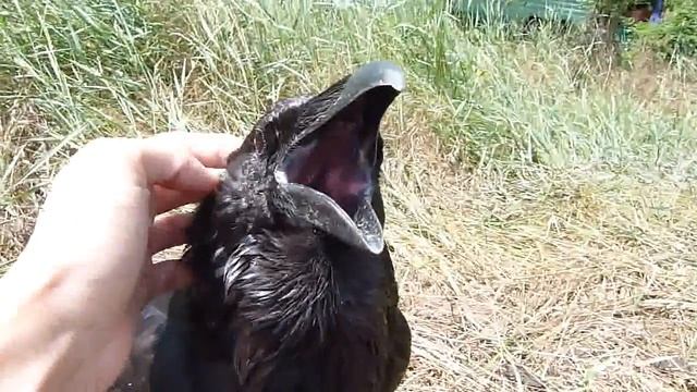 Греемся на солнышке смотреть онлайн