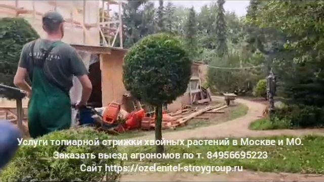 Услуги топиарной стрижки хвойных деревьев и кустарников в Москве и МО. Выезд садовников и агрономов.