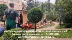 Услуги топиарной стрижки хвойных деревьев и кустарников в Москве и МО. Выезд садовников и агрономов.