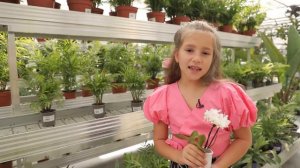 Багато фактів про орхідеї! Соломія Блажко / Тема: (Як приборкати орхідею?)