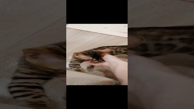 Бенгальская кошка. Кошка которая постоянно играет. #бенгал #бенгальскаякошка
