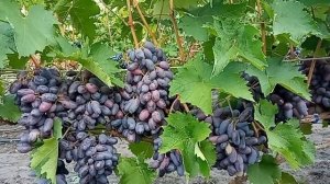 Байконур: виноград, прошедший испытание дождями