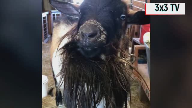 Лучшая подборка приколов с питомцами смотреть онлайн