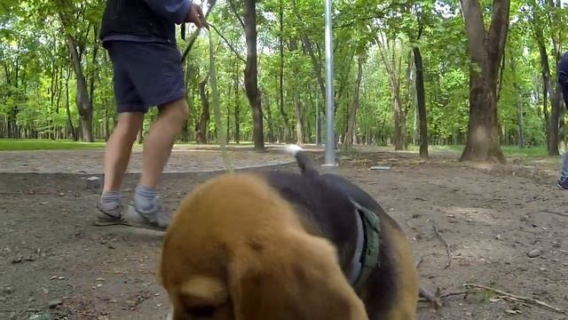 284. Собака не слышит подзыв, не подходит на улице. Как улучшить подзыв при помощи поводка смотреть онлайн