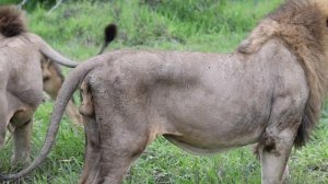 The Ndhzenga male LIONS