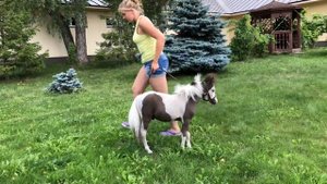 Американская миниатюрная лошадь продажа