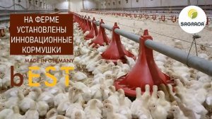 Индюшиная ферма: подращивание молодняка | Оборудование SAGRADA