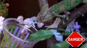 Кормление Йеменского хамелеона(Марли)