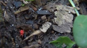 Почвенный клещ Краснотелка - Trombidiidae