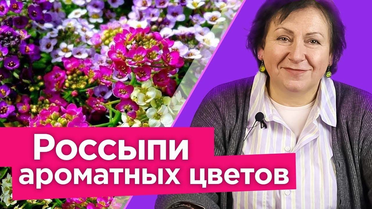 ПОСЕЙТЕ ЭТОТ ЦВЕТОК СРАЗУ В ГРУНТ и наслаждайтесь пышным цветением и медовым ароматом до морозов!