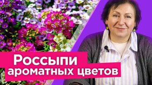 ПОСЕЙТЕ ЭТОТ ЦВЕТОК СРАЗУ В ГРУНТ и наслаждайтесь пышным цветением и медовым ароматом до морозов!