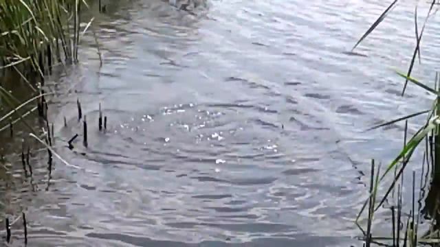 ДИКИЙ КАРП ! смотреть онлайн