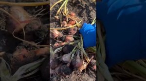 Выкапываю лук ? шалот «Монастырский»