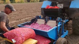 Посадка чеснока трёхрядной прицепной сажалкой и трактором Белорус 82.1.