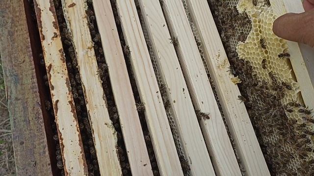 Лесные пчёлы! Пчеловодство! смотреть онлайн