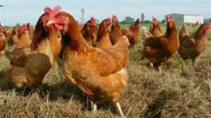 самые выгодные пароды курей