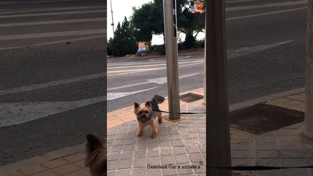 Йорк Пат | Какие-то странные столбы смотреть онлайн