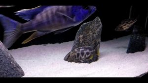 How Many African Cichlids in a 75 Gallon All Male African Cichlid Aquarium?