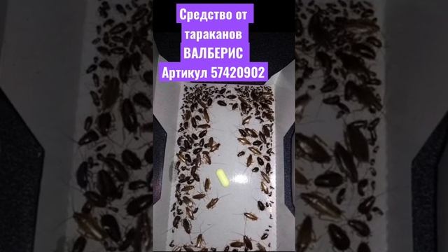 Лучшее средство от тараканов форссайт средство от тараканов муравьев и насекомых защити свой дом