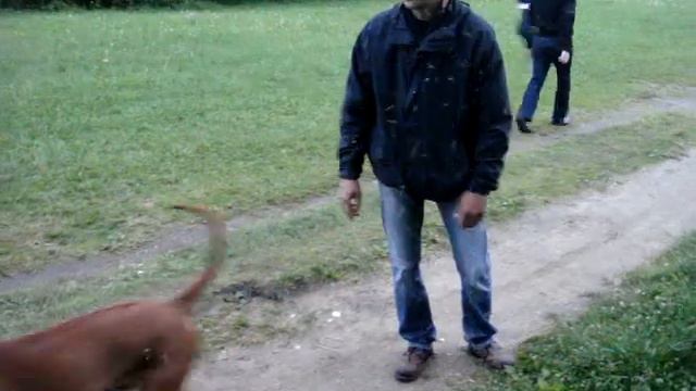 2010 год Андрей Быков и я гуляем у прудов с собакой Томас смотреть онлайн