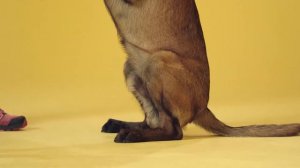 Трюки для собак: «Зайка»