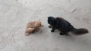 Сабака кусака и рыжик кот 🐱😺🐈.mp4