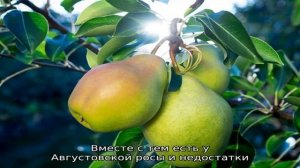 Груша Августовская роса — описание, фото, отзывы о самом лучшем столовом сорте