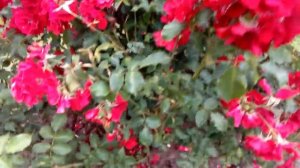 Цветение роз в Подмосковье. Ботанический сад.Розарий.