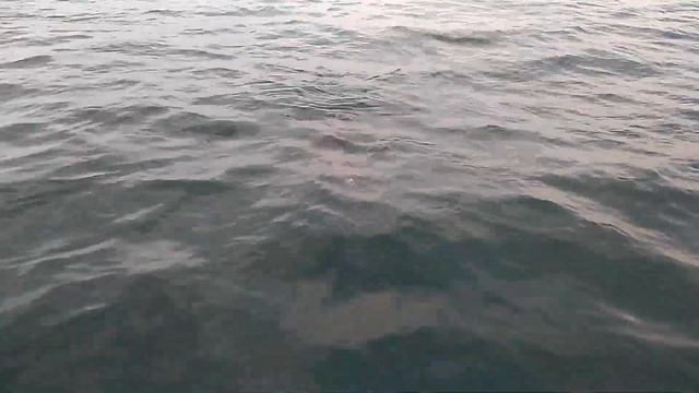 Кормим дельфина 2 смотреть онлайн