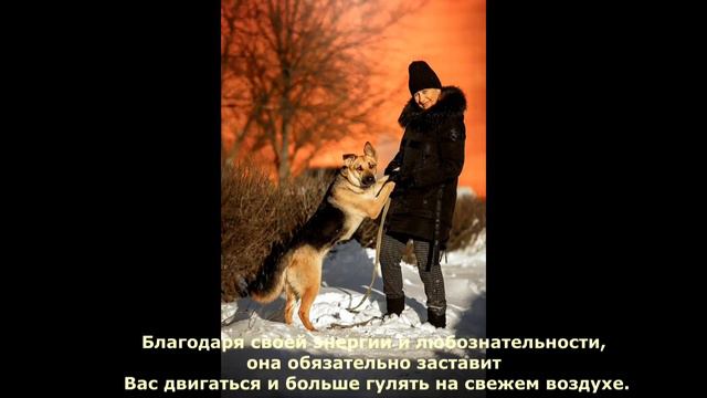 Знакомьтесь милая Собака по кличке Пальма смотреть онлайн