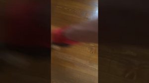 Покрытие деревянного пола маслом Осмо