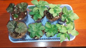 ОБЗОР РАССАДЫ НА 5 МАРТА🌱 /ЗАЧЕМ НУЖНЫ ПРОКОЛЫ И ПРИЩИПКА ЭУСТОМЕ?🌺