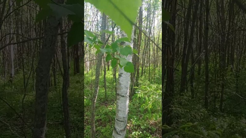 Кукушка