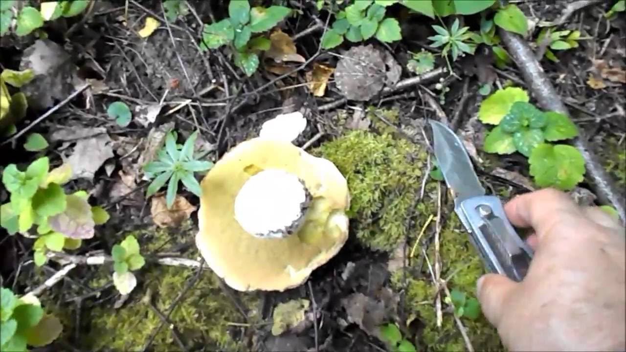 По грибы