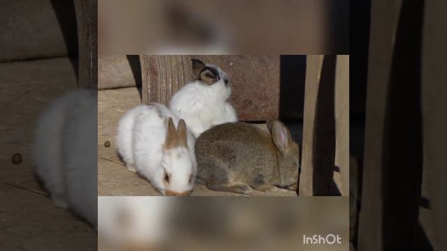 Animal sounds for children: Rabbit. Rabbit sounds. Life of little rabbits